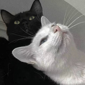 和女友在厨房做爰疯狂
